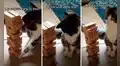 Gato juega jenga con su dueño y se molesta cuando descubre que va a perder 