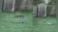 Zorrito tiene inesperada reacción al ver por primera vez la helada