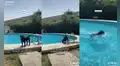 Perrito que adora nadar desobedece a su dueña y decide meterse a la piscina de su hogar