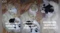 Gatita que perdió a su cría amamanta a minino adoptado como si fuese suyo
