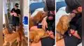 Perros conocen al bebé de sus dueños y lo llenan de ‘besos’ para demostrar su cariño