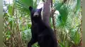 Cámara escondida capta momento en que oso aprovecha la lluvia para darse un baño