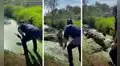 Hombre mete al agua un pedazo de carne y gigantesco cocodrilo emerge para atrapar su presa