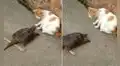 Gato se salva de ser atacado por una pequeña tortuga que lo persiguió para morderlo