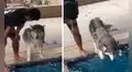 Joven anima a su perro a perder su miedo al agua y le enseña a nadar en una piscina  