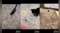 Gatito hambriento se acerca a pescador que decide invitarle unos peces que atrapó