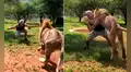 Hombre ingresa a recinto de león que cuidó desde bebé y este tiene tierna reacción