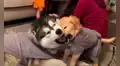 Perro conoce a la nueva mascota de su dueña por primera vez y protagonizan una tierna escena