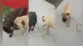 Perrito colabora con su dueña y ayuda a que su compañero canino avance más rápido