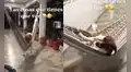 Joven graba el curioso comportamiento de su perrito para subir a una hamaca