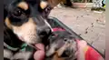 Mujer escucha extraños sonidos en su patio trasero y encuentra a una perrita con sus crías