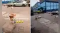 Joven ayuda a un perro sin hogar y al día siguiente este regresa acompañado de sus ‘amigos’ 