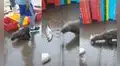 Solitario lobo marino es alimentado por vendedores de un terminal pesquero