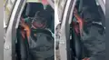 Perrito se niega a ir en el asiento delantero para ponerse junto a su dueño y viajar cómodo