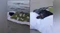 Perrita con enfermedad terminal fue llevada por última vez a su playa favorita