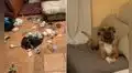 Joven entra a su casa y descubre que su travieso perro esparció la basura en toda la sala