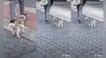 Perrito camina de forma peculiar junto a dueño y video cautiva las redes sociales