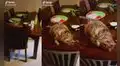 Gatito con sobrepeso se queda dormido encima de la mesa y su dueña lo descubre