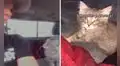 Recoge a un gato abandonado en la calle, lo adopta y se convierten en los ‘mejores amigos’