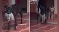 Perrita conoce al gatito huérfano que adoptó su dueña y lo protege como si fuera su cría