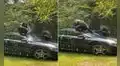 Dos chimpancés se esmeran en lavar el carro de su cuidador y se vuelven virales