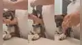 Encantadora perrita disfruta maquillarse frente al espejo junto a su dueña 