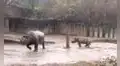Rinoceronte bebé escapa de su mamá para irse a jugar en la lluvia y el barro