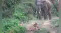 Elefante se acerca a un tigre y este huye para no ser aplastado por el enorme animal