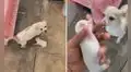 Joven finge ‘robarse’ a la cría de su perrita y esta corre para protegerla