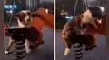 Perrito aprovecha que no hay nadie en el parque para disfrutar de los juegos infantiles 