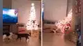 Deja a sus gatos a solas y, al regresar, descubre que estos destrozaron su árbol de Navidad 