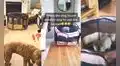 Joven compra una transportadora a su perrito, pero este la utiliza como trampolín