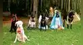 Disfrazan a perros con trajes inspirados en el nacimiento de Jesús para celebrar la Navidad 