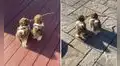 Perritos encuentran una rama durante su paseo y caminan emocionados mientras la sujetan