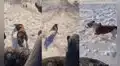 Joven se desliza en la nieve y su perrito le hace la competencia en velocidad