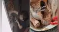 Mujer se descuida un momento y su hijo llena el pavo de Navidad con grageas de colores