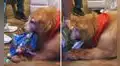 Familia hace regalo a su perrito por Navidad y este lo abre por su propia cuenta
