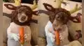 Perrito con gorro de reno adora comer una zanahoria que le dio su dueña