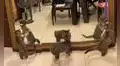 Gatito piensa que su reflejo es otro animal de su misma especie e intenta jugar con él