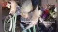 Joven encuentra a su gatito durmiendo en un lugar bastante extraño e incómodo