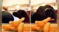 Perrito espera que su dueña esté distraída para ‘robarle’ una de sus papitas fritas