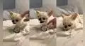Perrito se pone ‘rabioso’ cada vez que su dueño intenta quitarle su yogurt favorito