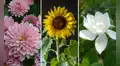 Año Nuevo 2022: atrae la buena suerte en tu casa con estas flores el 1 de enero 