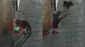 Perrito es captado ‘robando’ un recipiente de agua para otros canes callejeros