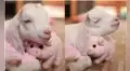 Cabra bebé acaricia a su peluche de cerdito y su ternura cautiva a miles