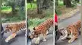 Turistas graban momento exacto en que feroz tigre empieza a morder su vehículo