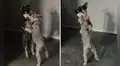 Perritos se paran en dos patas y muestran sus divertidos pasos de baile 
