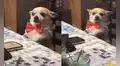 Familia juega bingo con su perrito y luego graban su reacción al acusarlo de hacer trampa