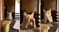 Curioso gatito ‘aplaude’ al ritmo de cumbia y cautiva a miles de usuarios en las redes