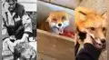 Conoce cómo un científico ruso experimentó con zorros hasta domesticarlos